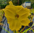 Hemerocallis 'Girl Scout'