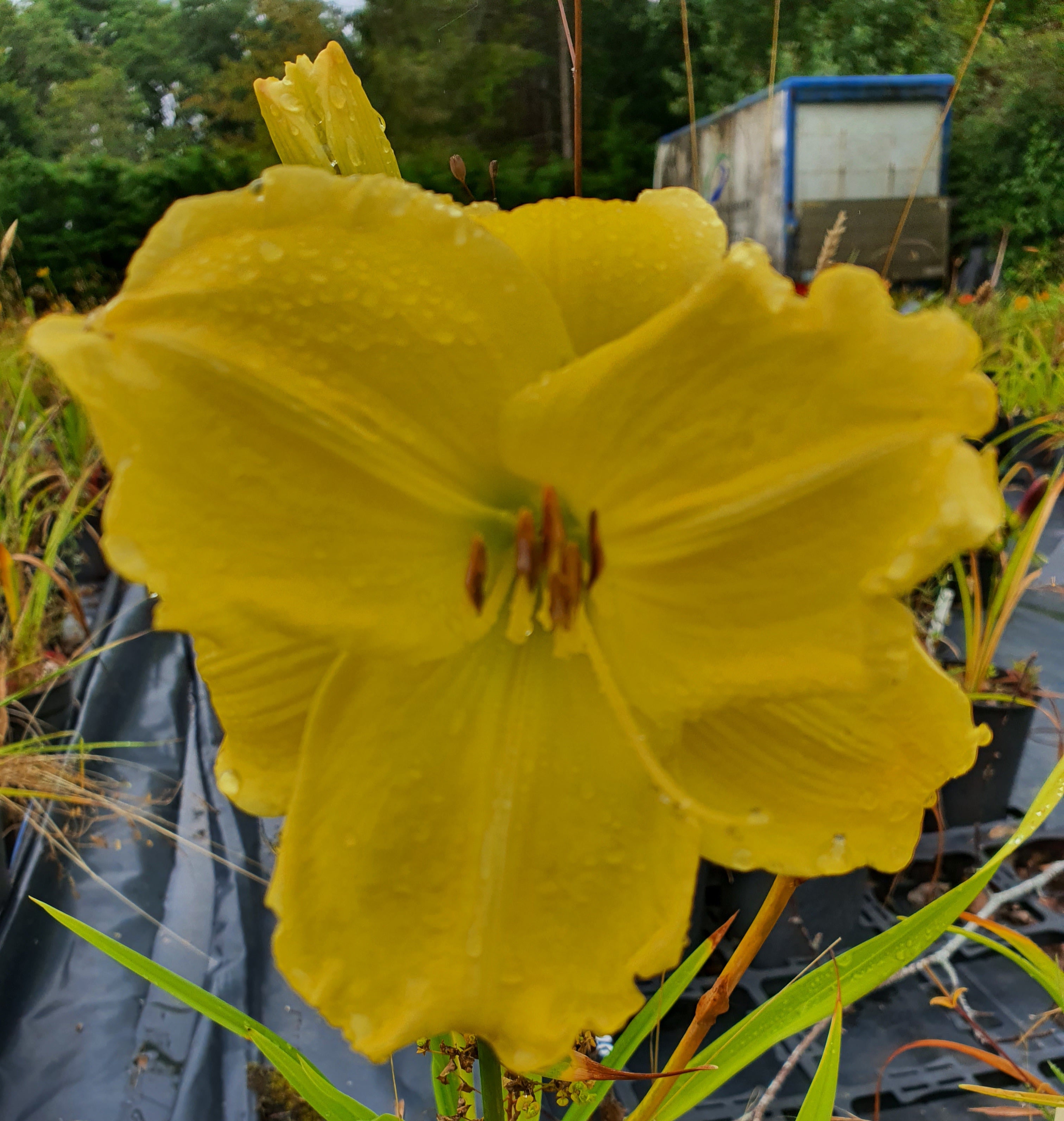 Hemerocallis 'Girl Scout'