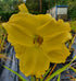 Hemerocallis 'Girl Scout'