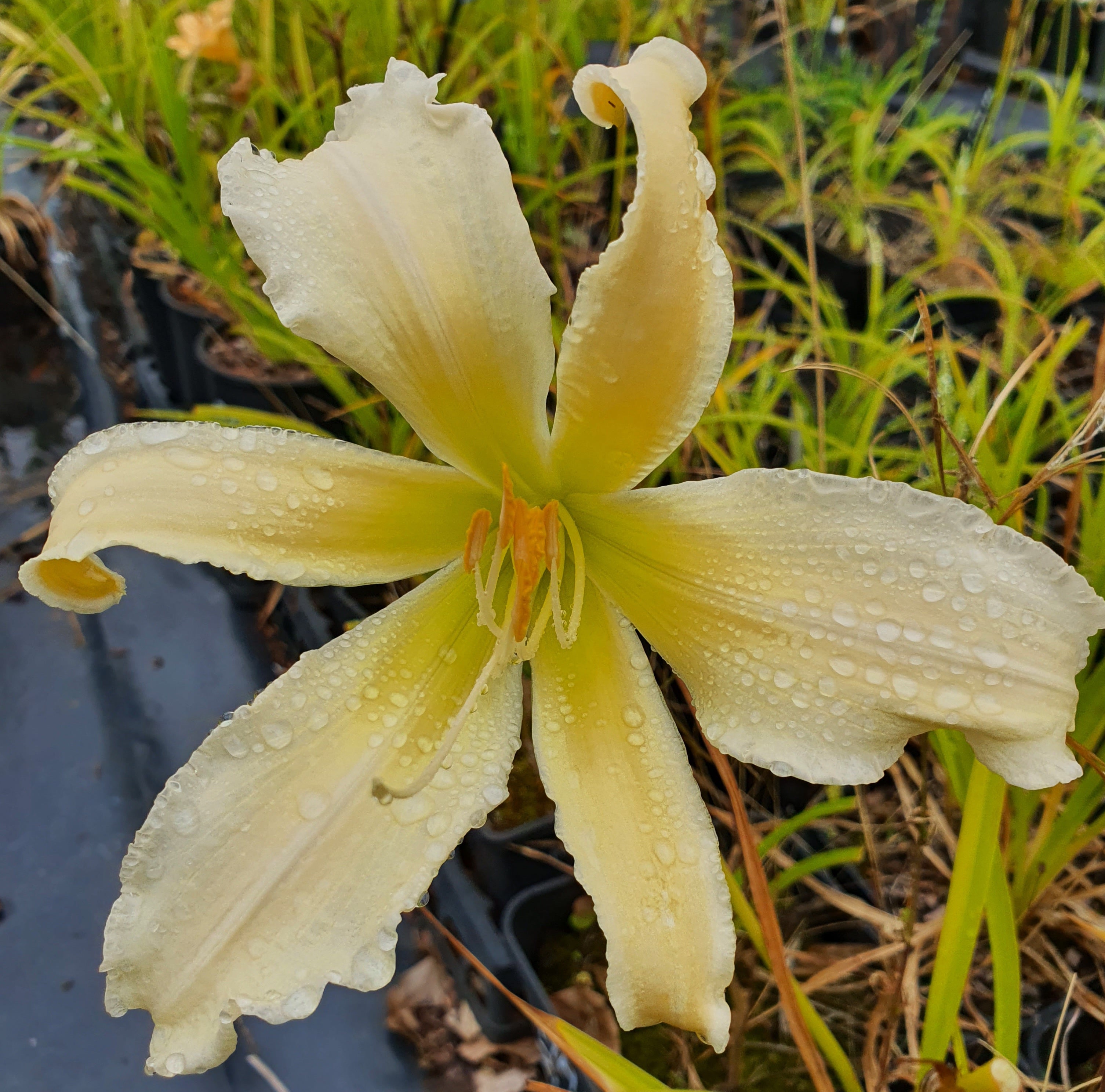 Hemerocallis 'Heavenly Angel Ice'