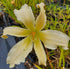 Hemerocallis 'Heavenly Angel Ice'