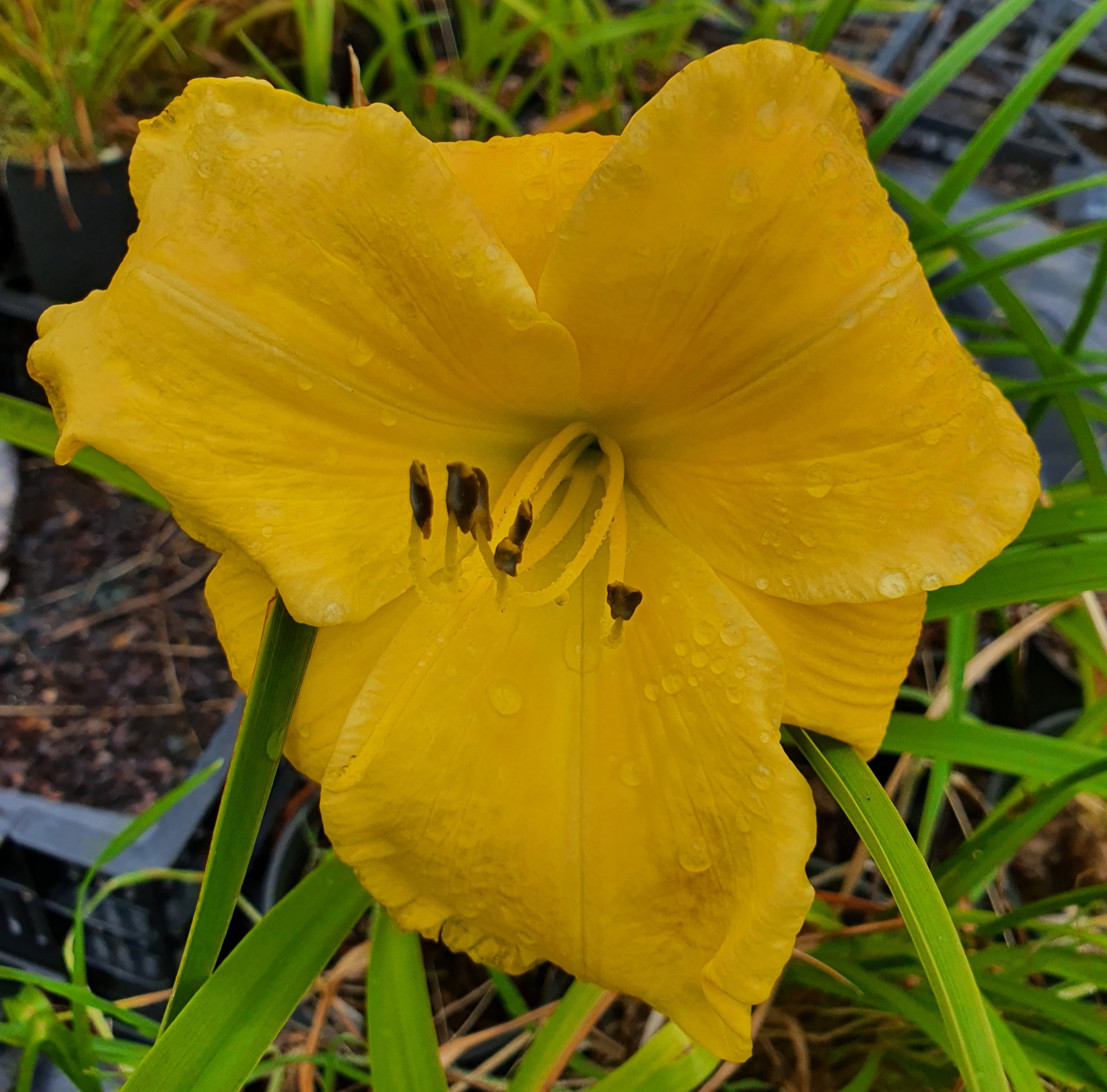Hemerocallis 'Added Dimension'