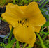 Hemerocallis 'Added Dimension'