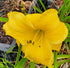 Hemerocallis 'Added Dimension'