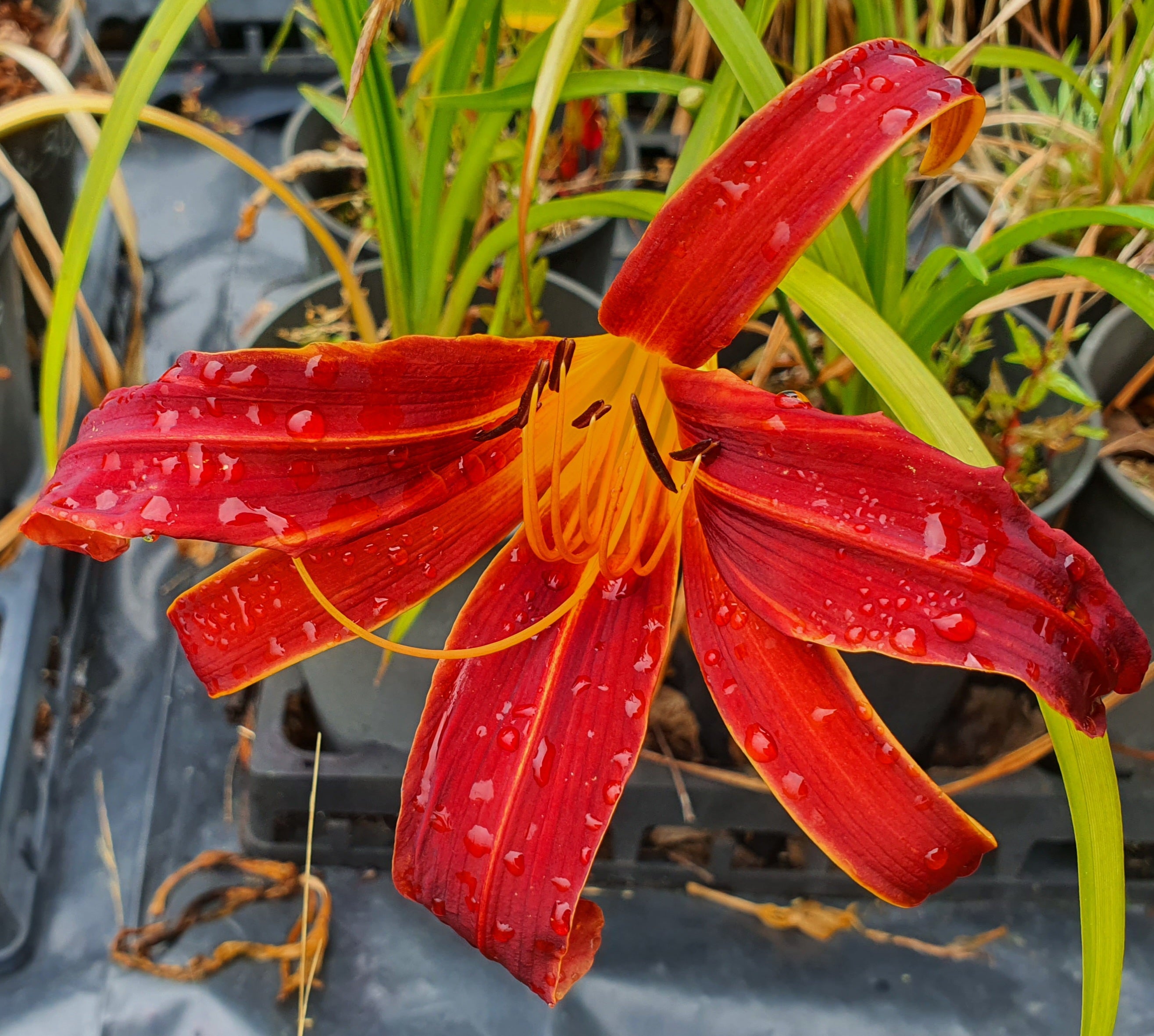 Hemerocallis 'Aabachee'