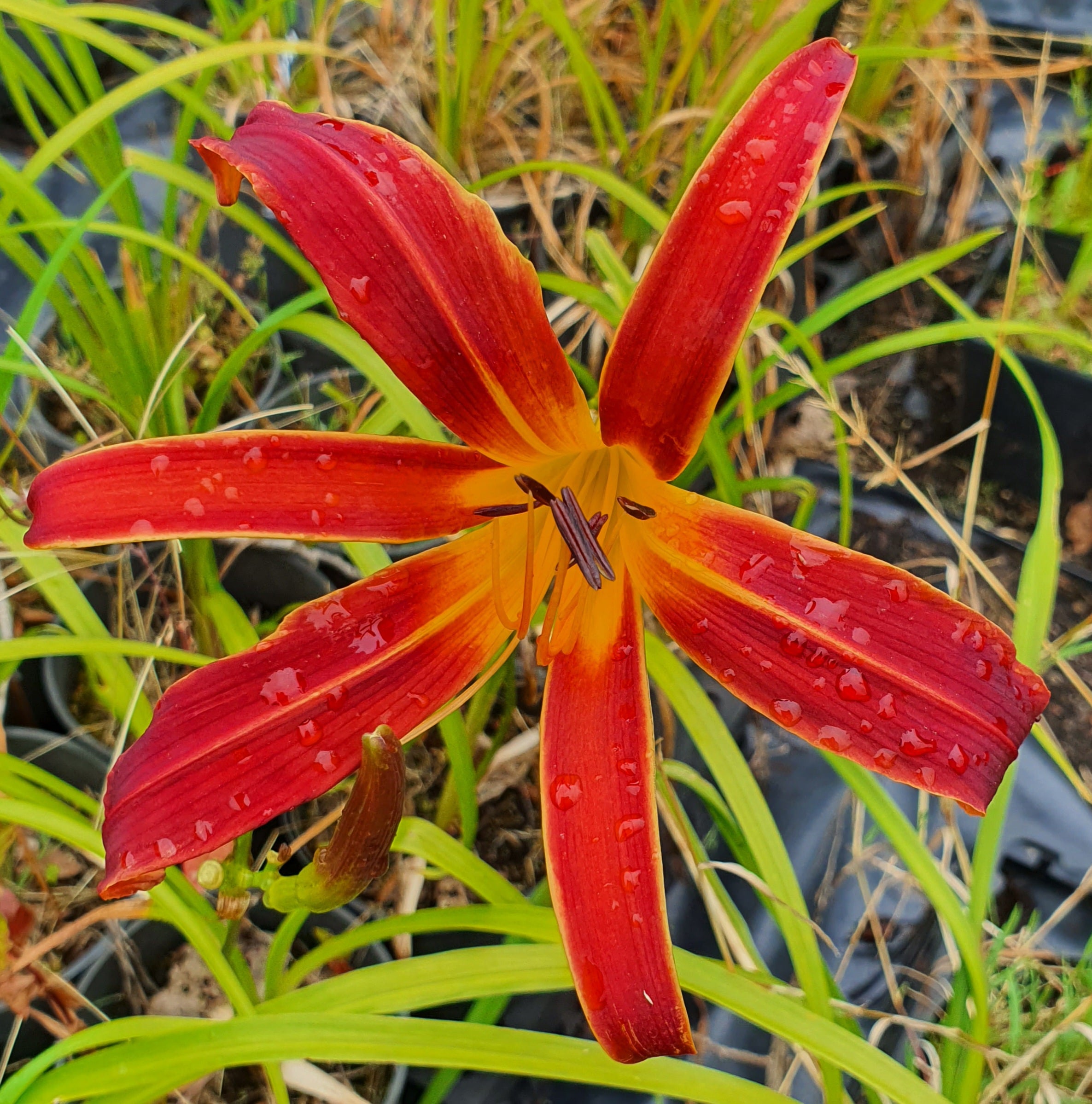 Hemerocallis 'Aabachee'