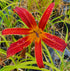 Hemerocallis 'Aabachee'