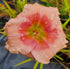 Hemerocallis 'Janice Brown'