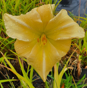 Hemerocallis 'Big Bird'