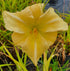Hemerocallis 'Big Bird'