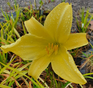 Hemerocallis 'Diamond Dust'