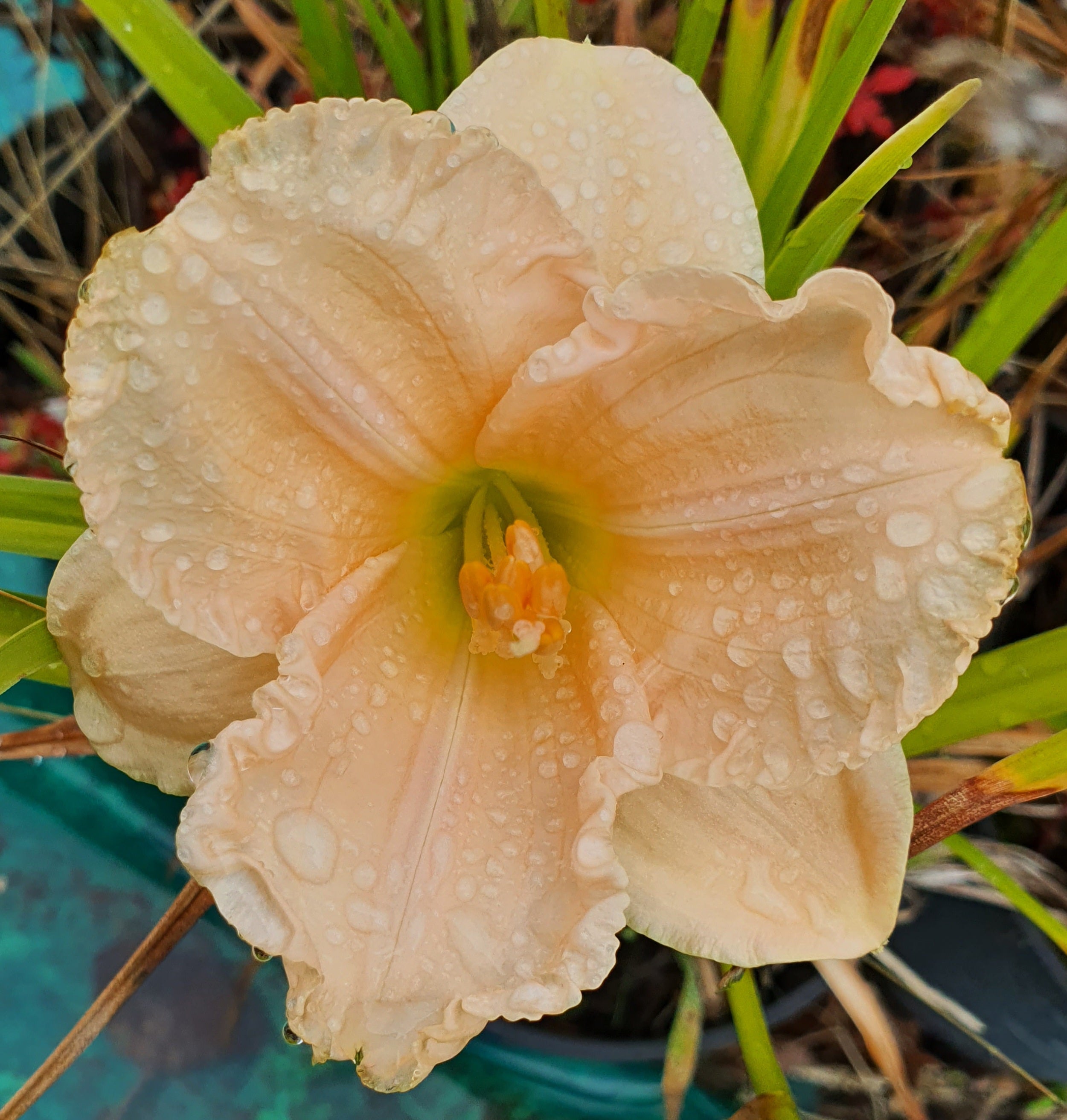 Hemerocallis 'Siloam Little Angel'