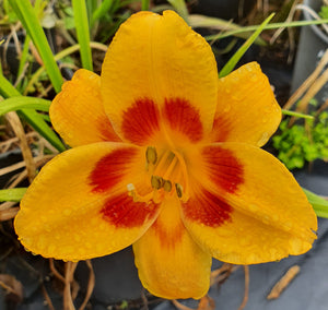 Hemerocallis 'Black Eyed Susan'