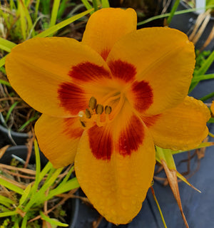 Hemerocallis 'Black Eyed Susan'