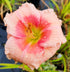 Hemerocallis 'Janice Brown'