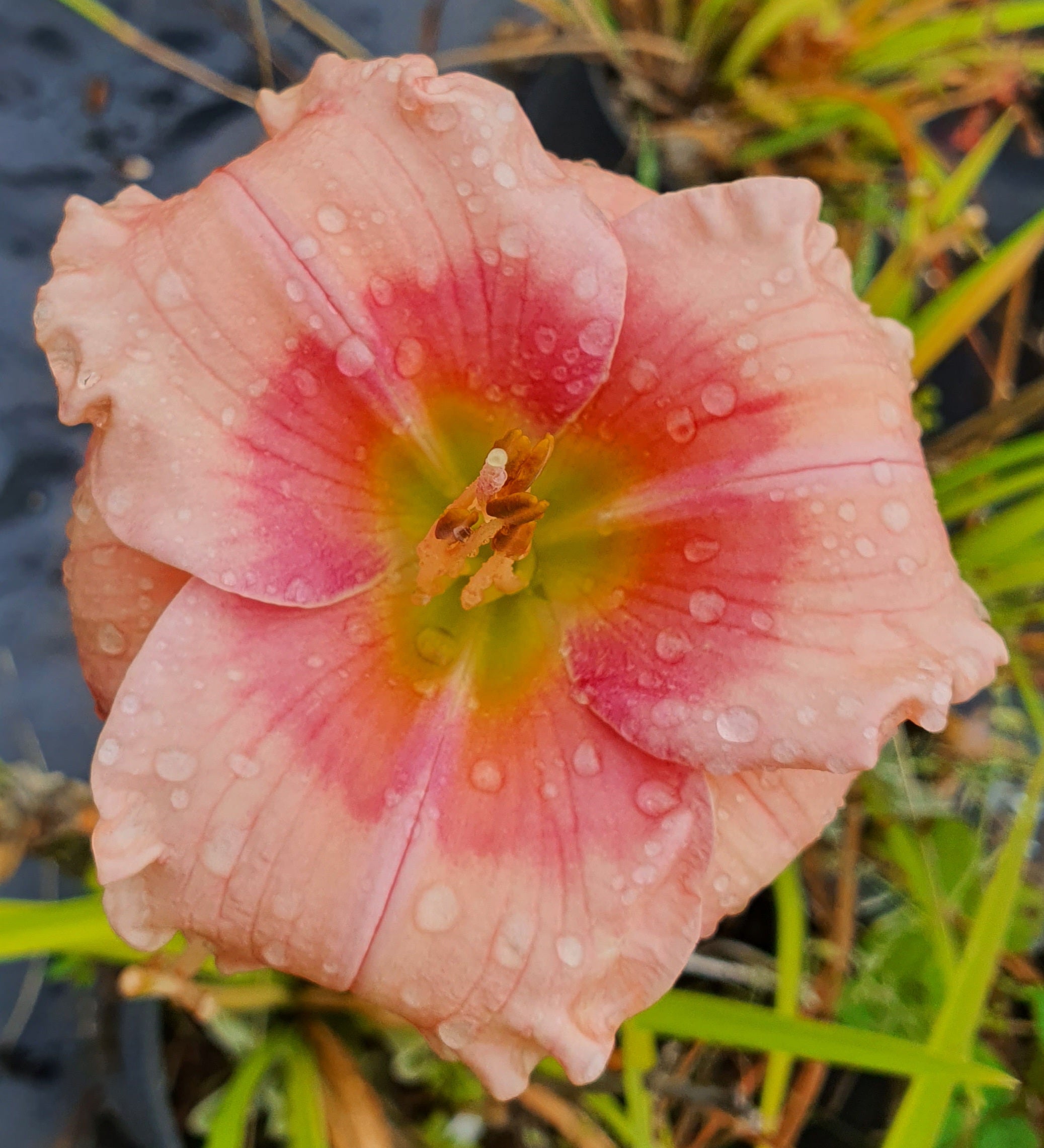 Hemerocallis 'Janice Brown'