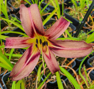 Hemerocallis 'Black Arrowhead'