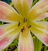 Hemerocallis 'Wilson Spider' ...