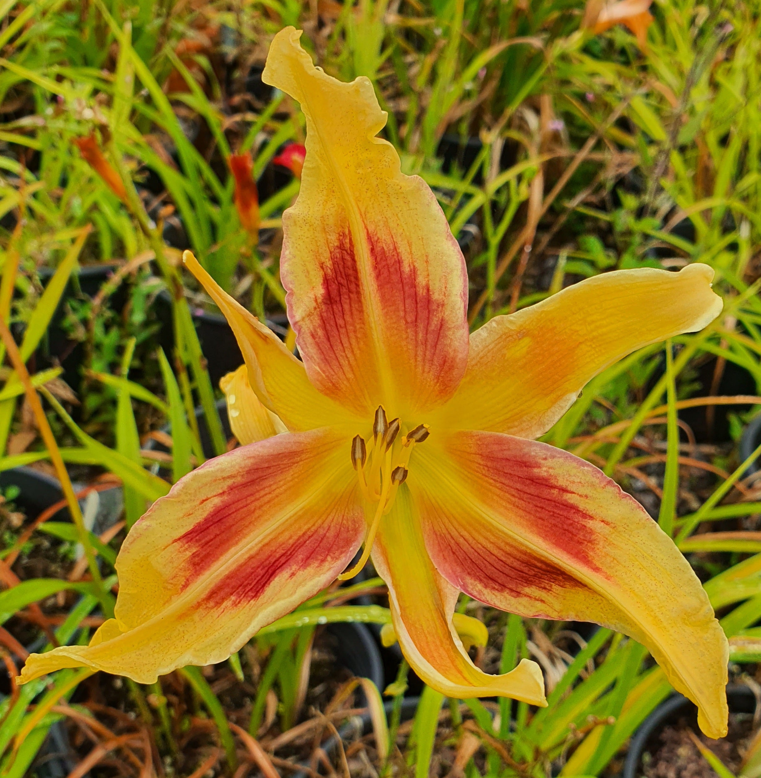 Hemerocallis 'Lady Neva'