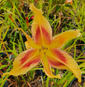 Hemerocallis 'Lady Neva'