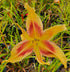 Hemerocallis 'Lady Neva'