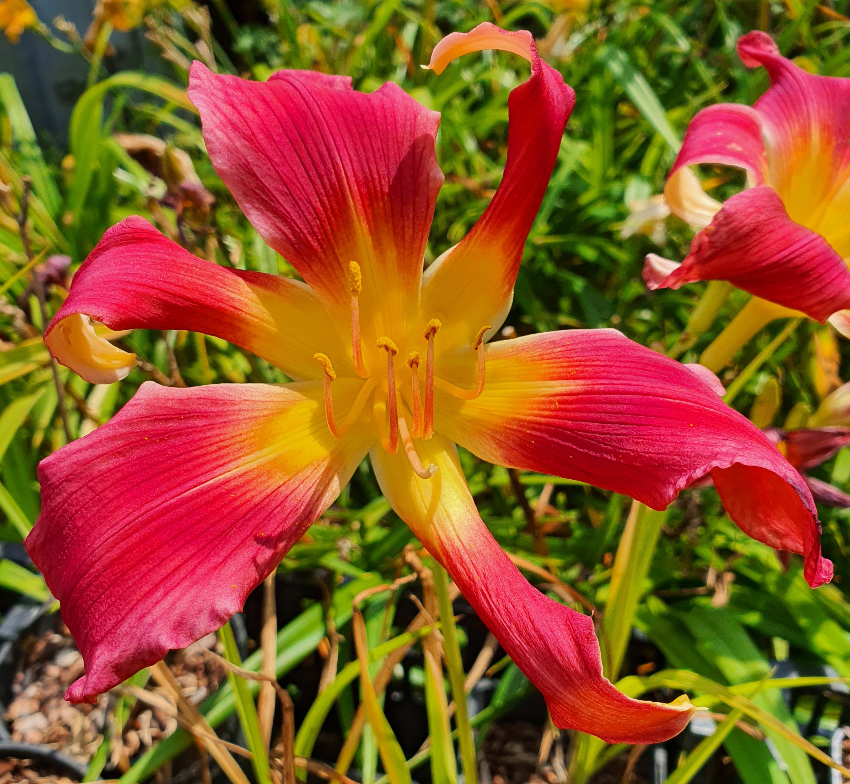 Hemerocallis 'Puppet Lady' ..