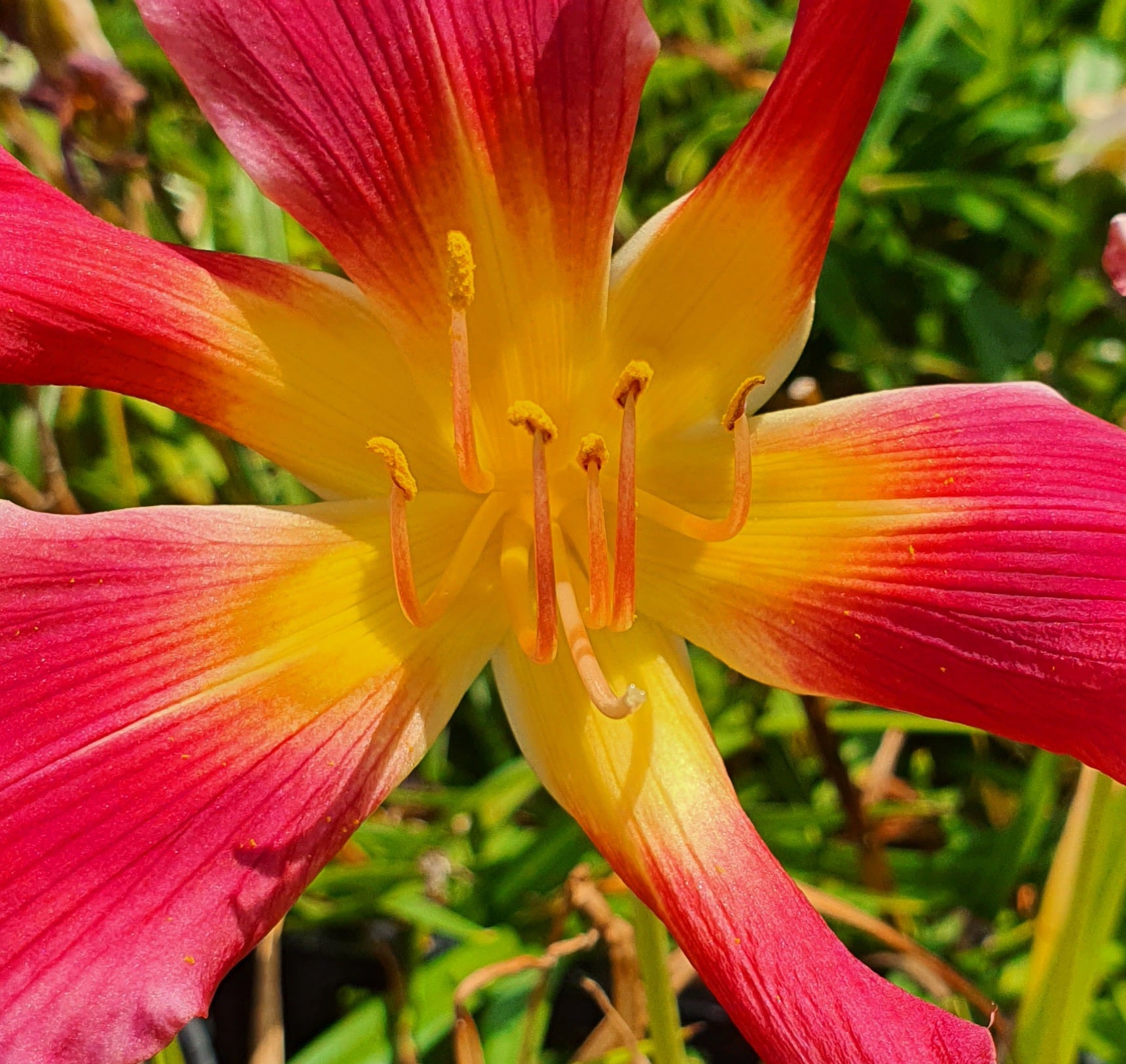 Hemerocallis 'Puppet Lady' ..