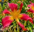 Hemerocallis 'Puppet Lady' ..
