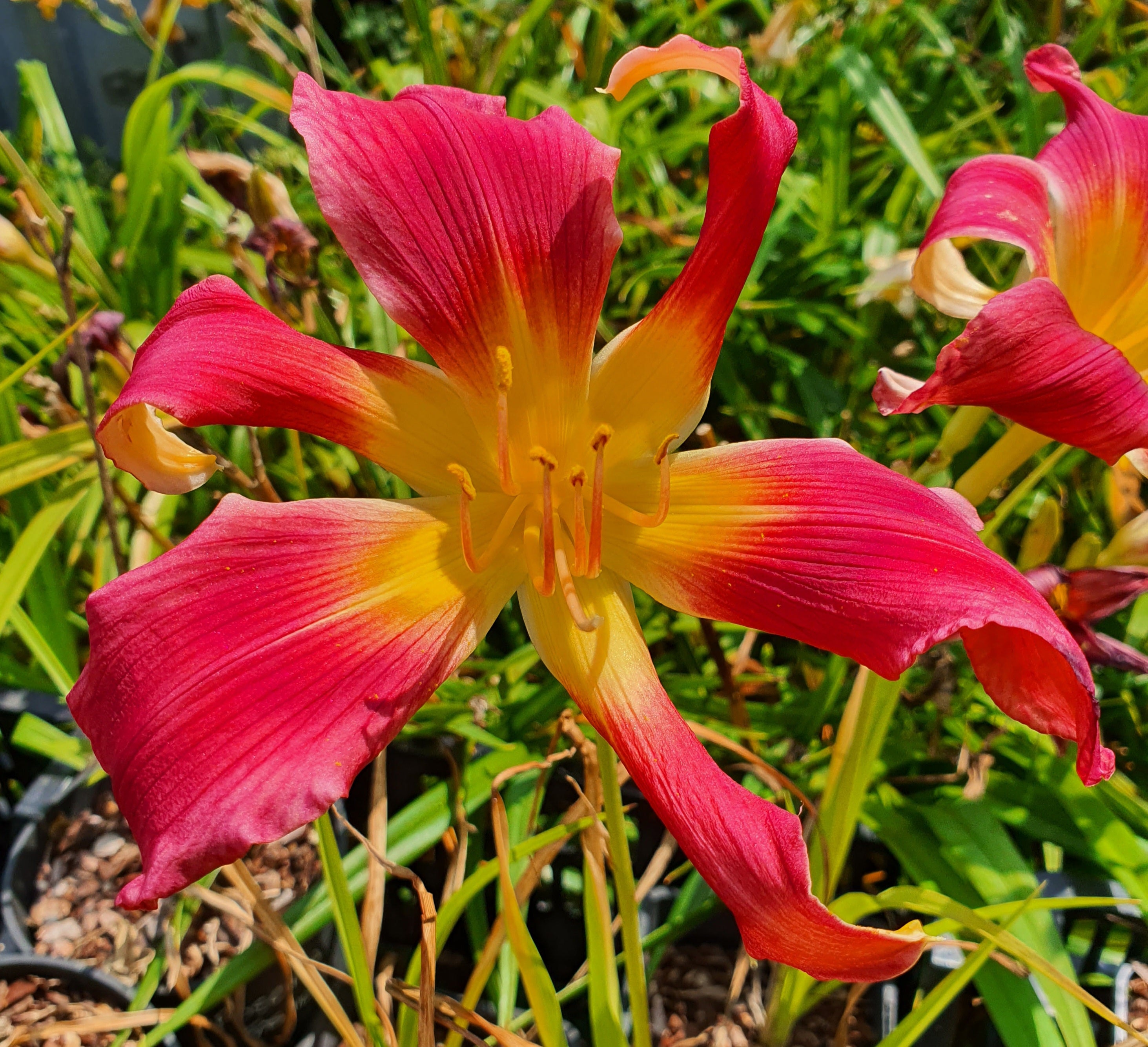 Hemerocallis 'Puppet Lady' ..