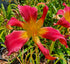 Hemerocallis 'Puppet Lady' ..