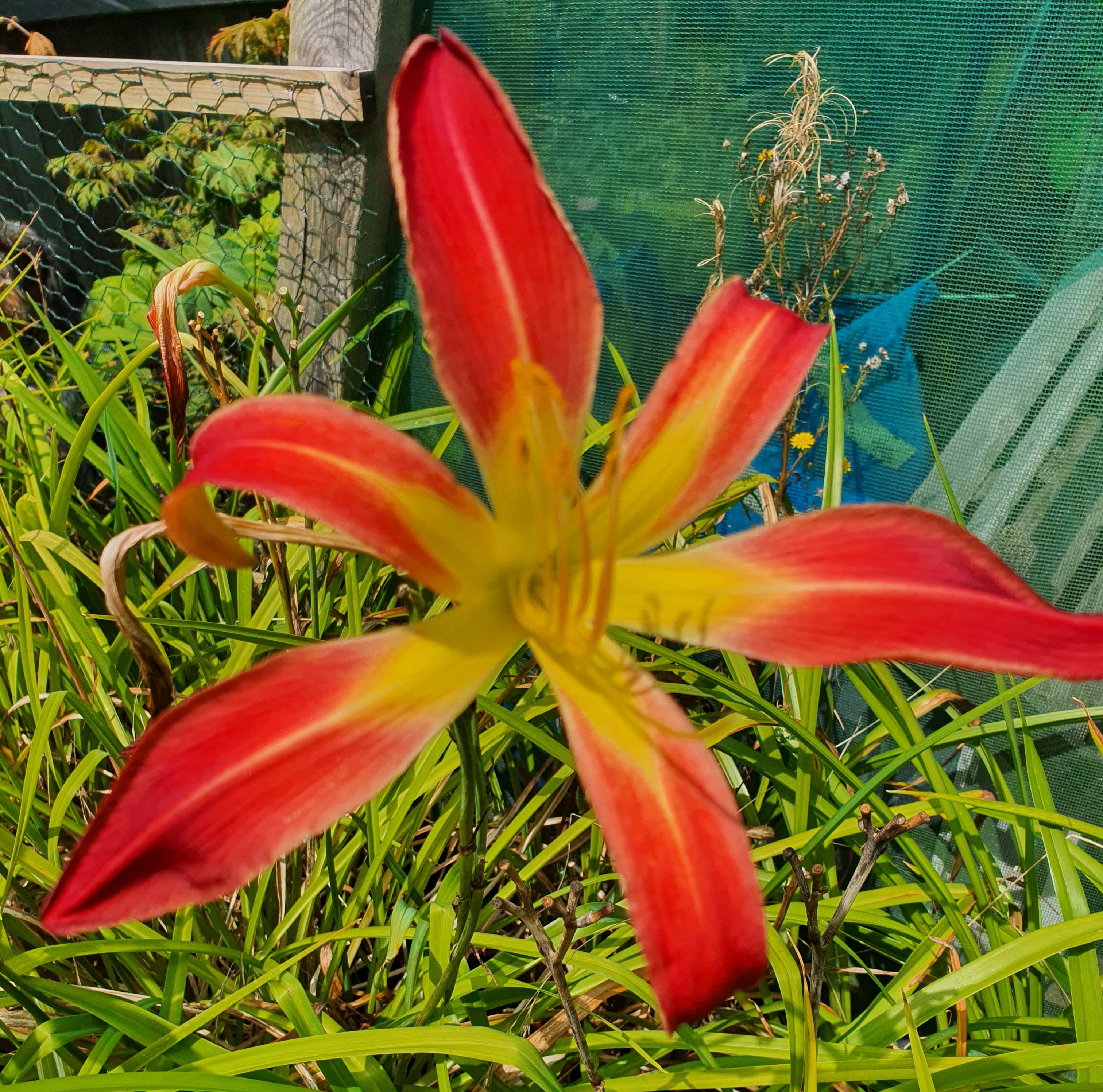Hemerocallis 'Stoplight'