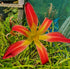Hemerocallis 'Stoplight'