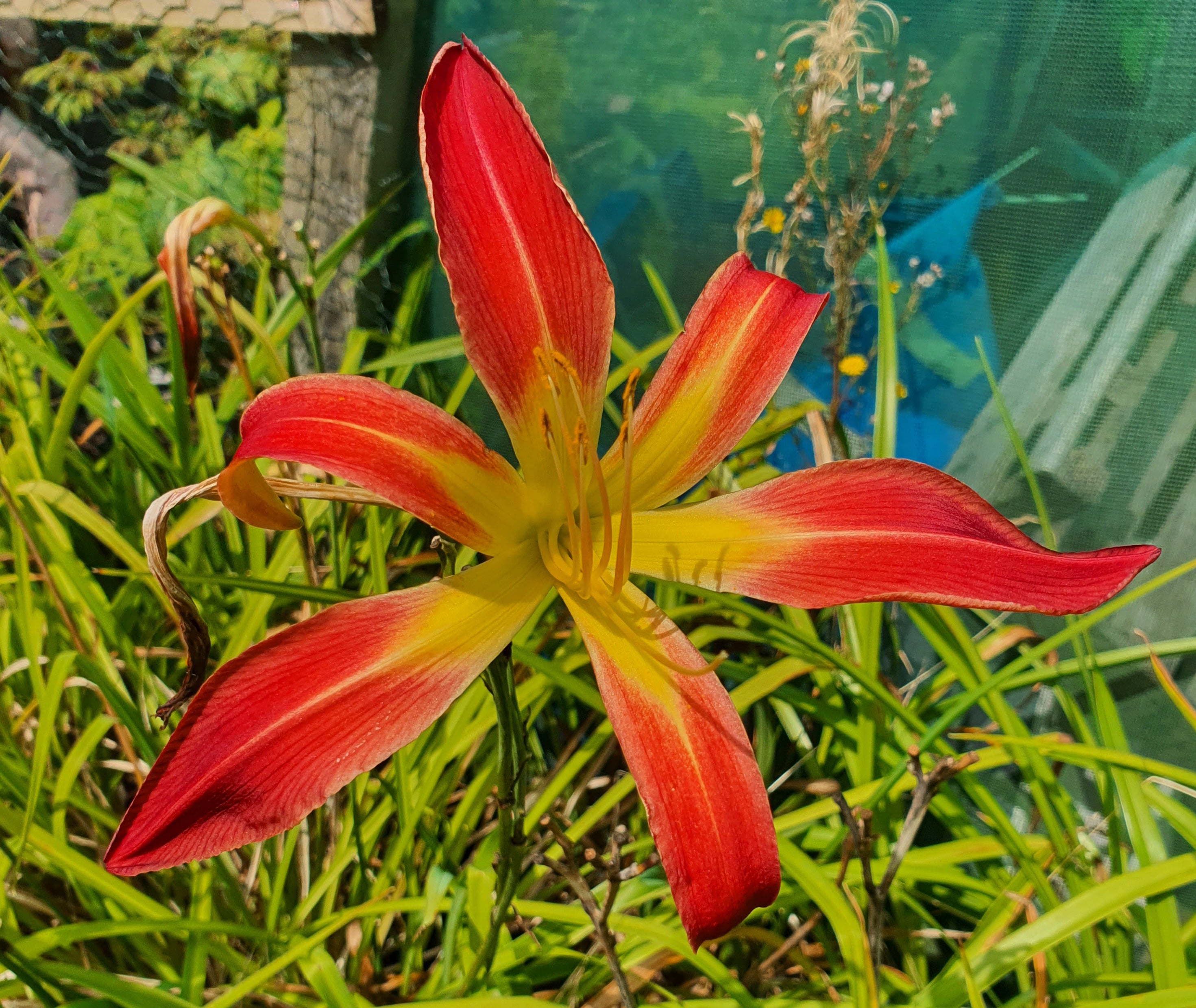 Hemerocallis 'Stoplight'