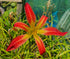Hemerocallis 'Stoplight'