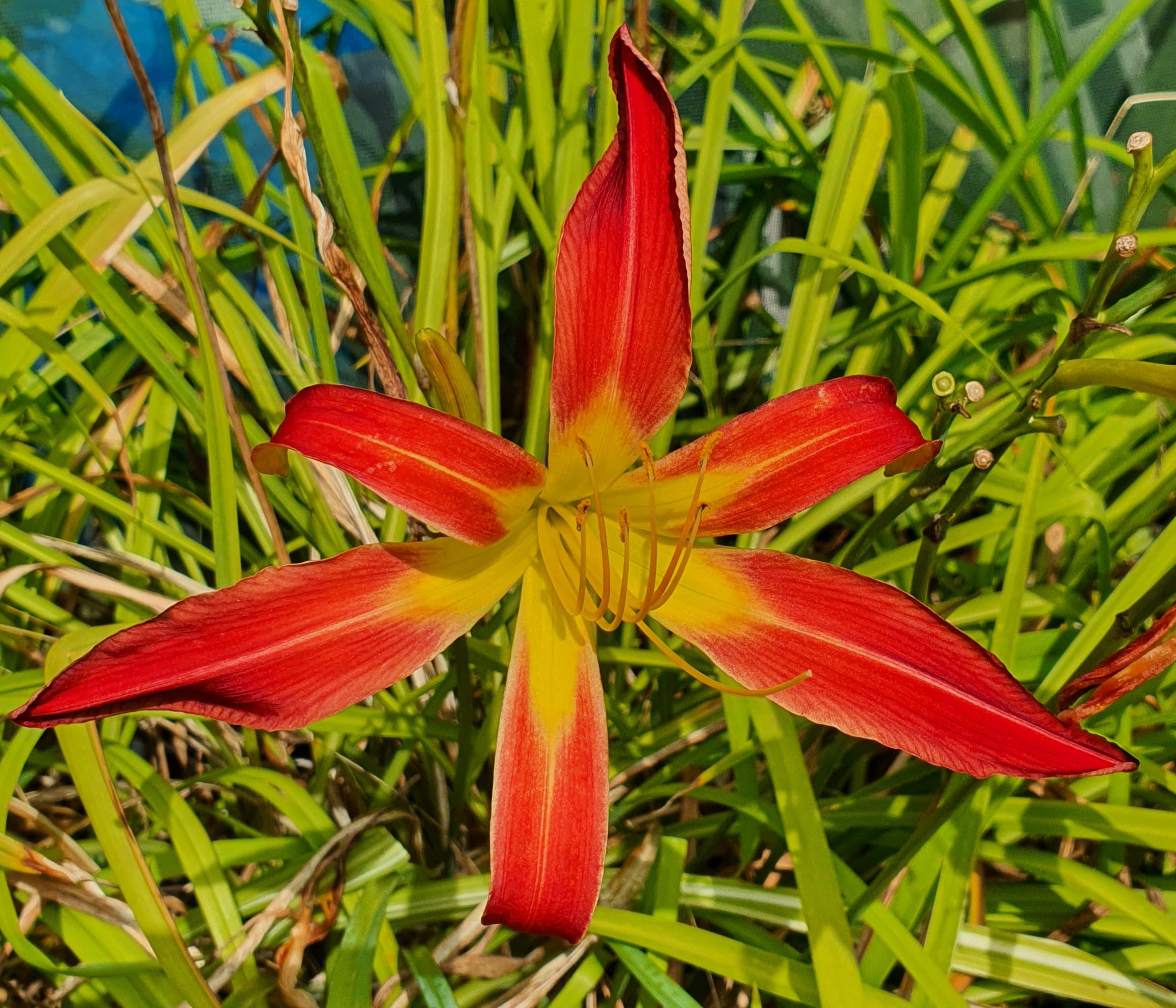 Hemerocallis 'Stoplight'