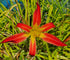 Hemerocallis 'Stoplight'