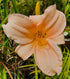 Hemerocallis 'Gala Gown'