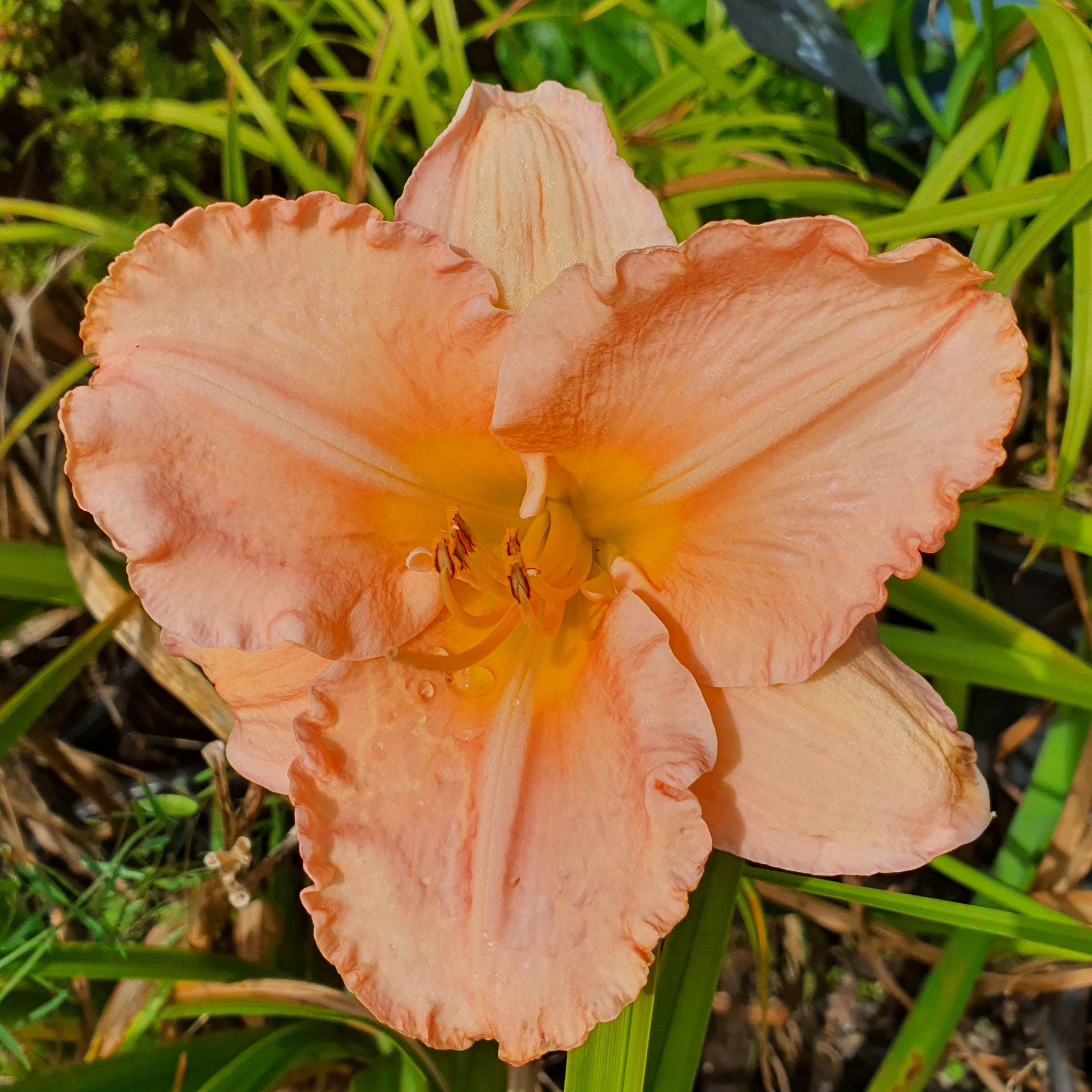 Hemerocallis 'Elizabeth Salter'