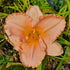 Hemerocallis 'Elizabeth Salter'