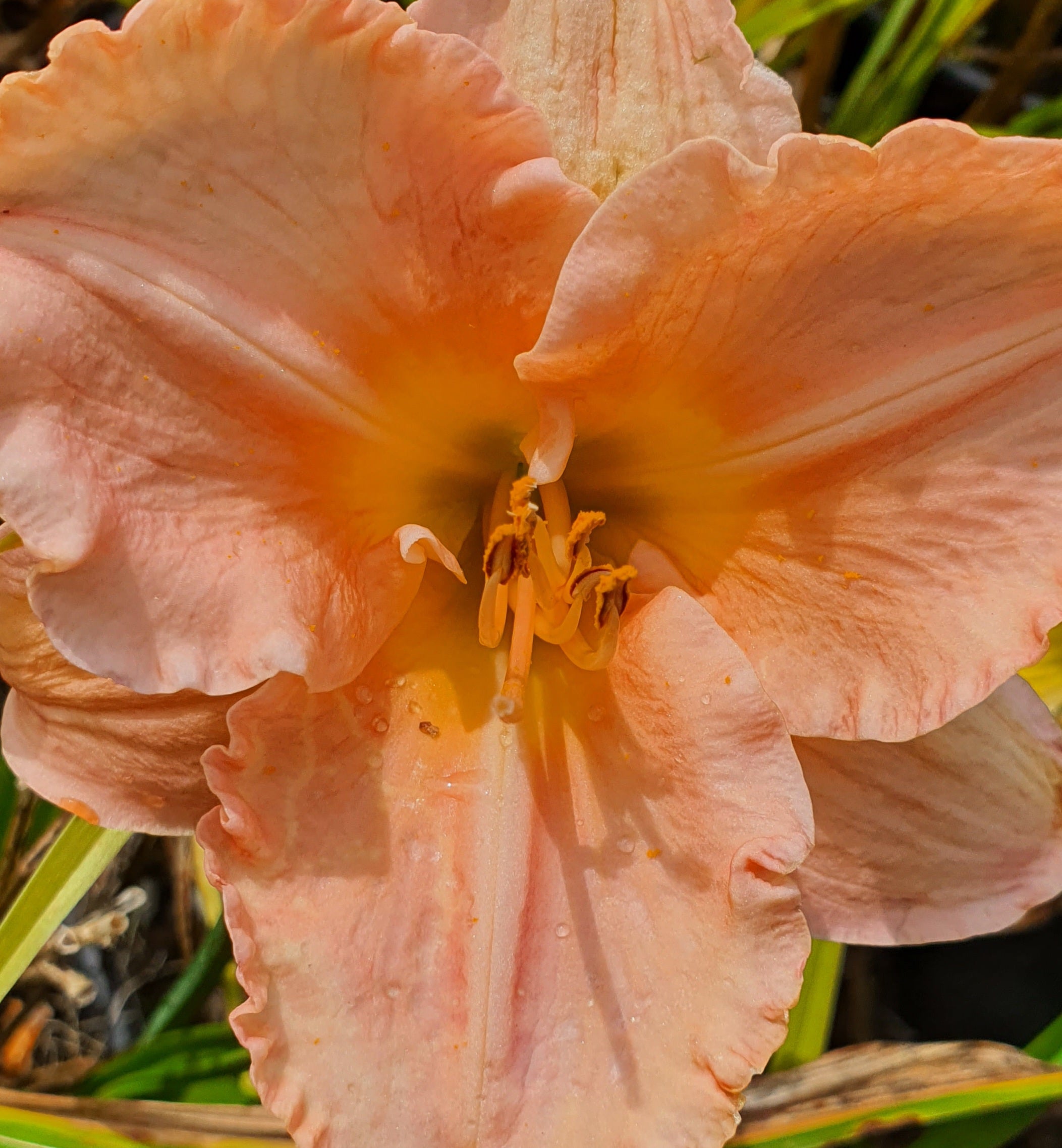Hemerocallis 'Elizabeth Salter'