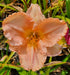 Hemerocallis 'Elizabeth Salter'