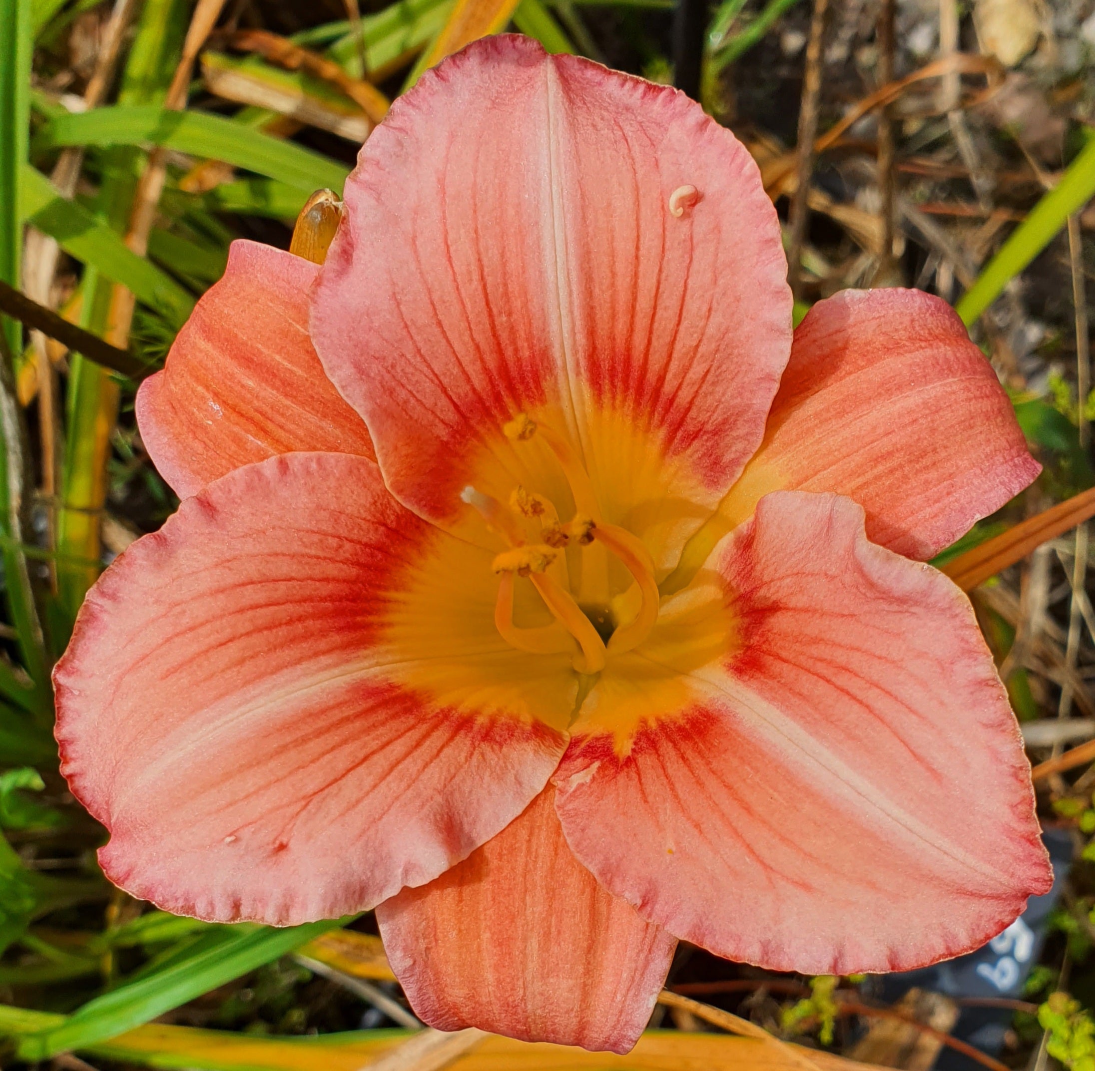 Hemerocallis 'Bowl of Roses'