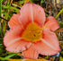 Hemerocallis 'Bowl of Roses'