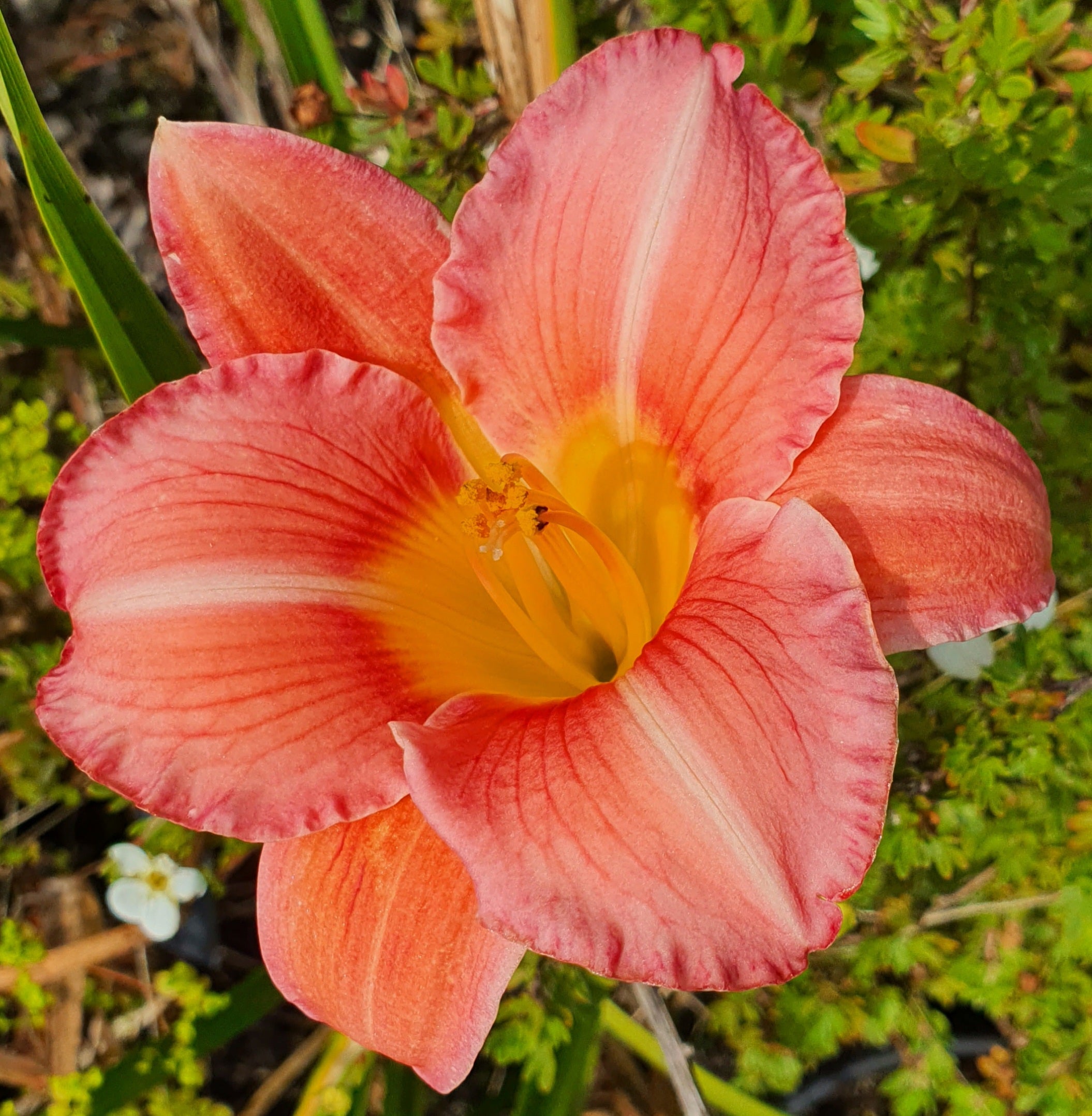 Hemerocallis 'Bowl of Roses'