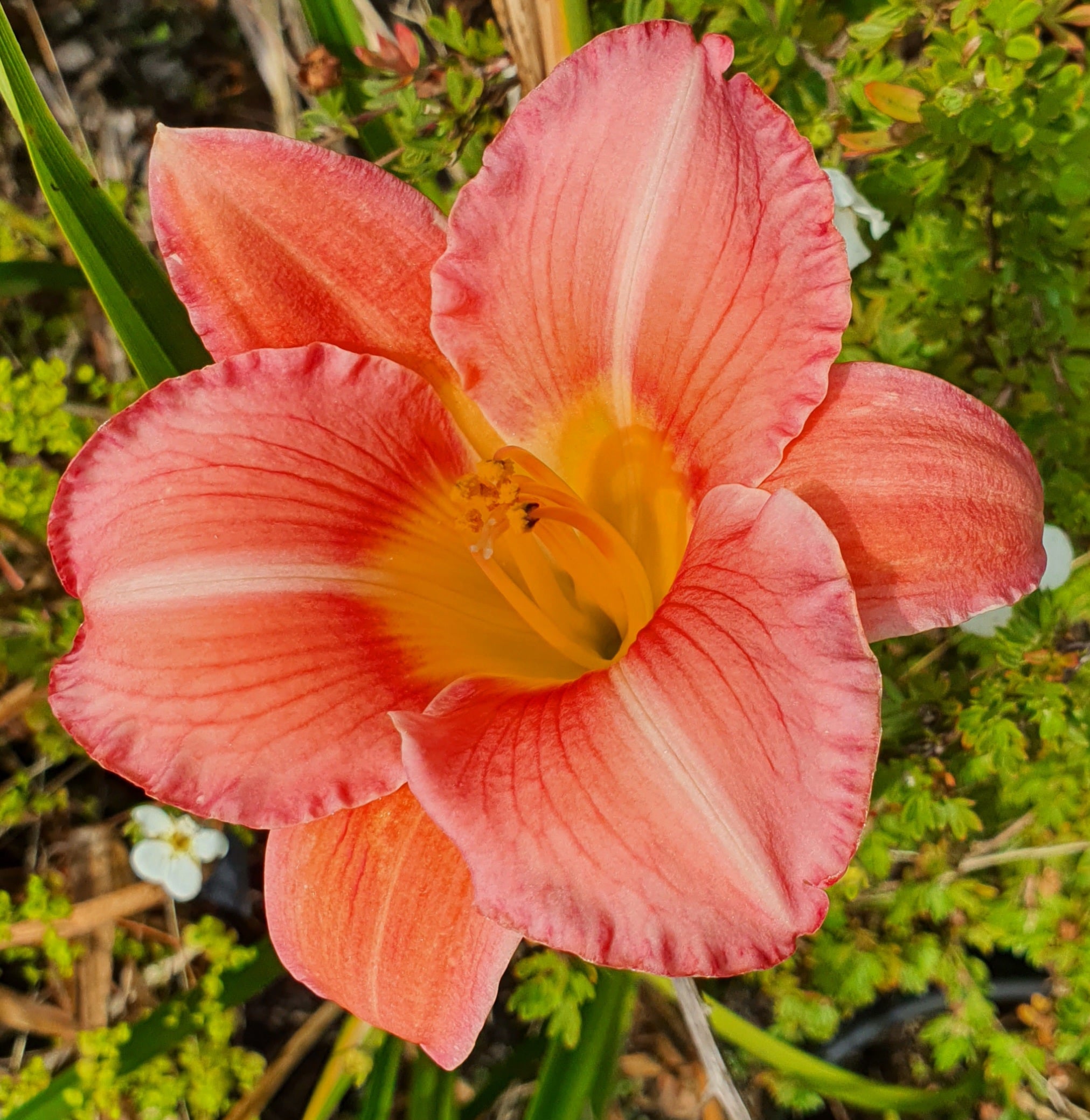 Hemerocallis 'Bowl of Roses'