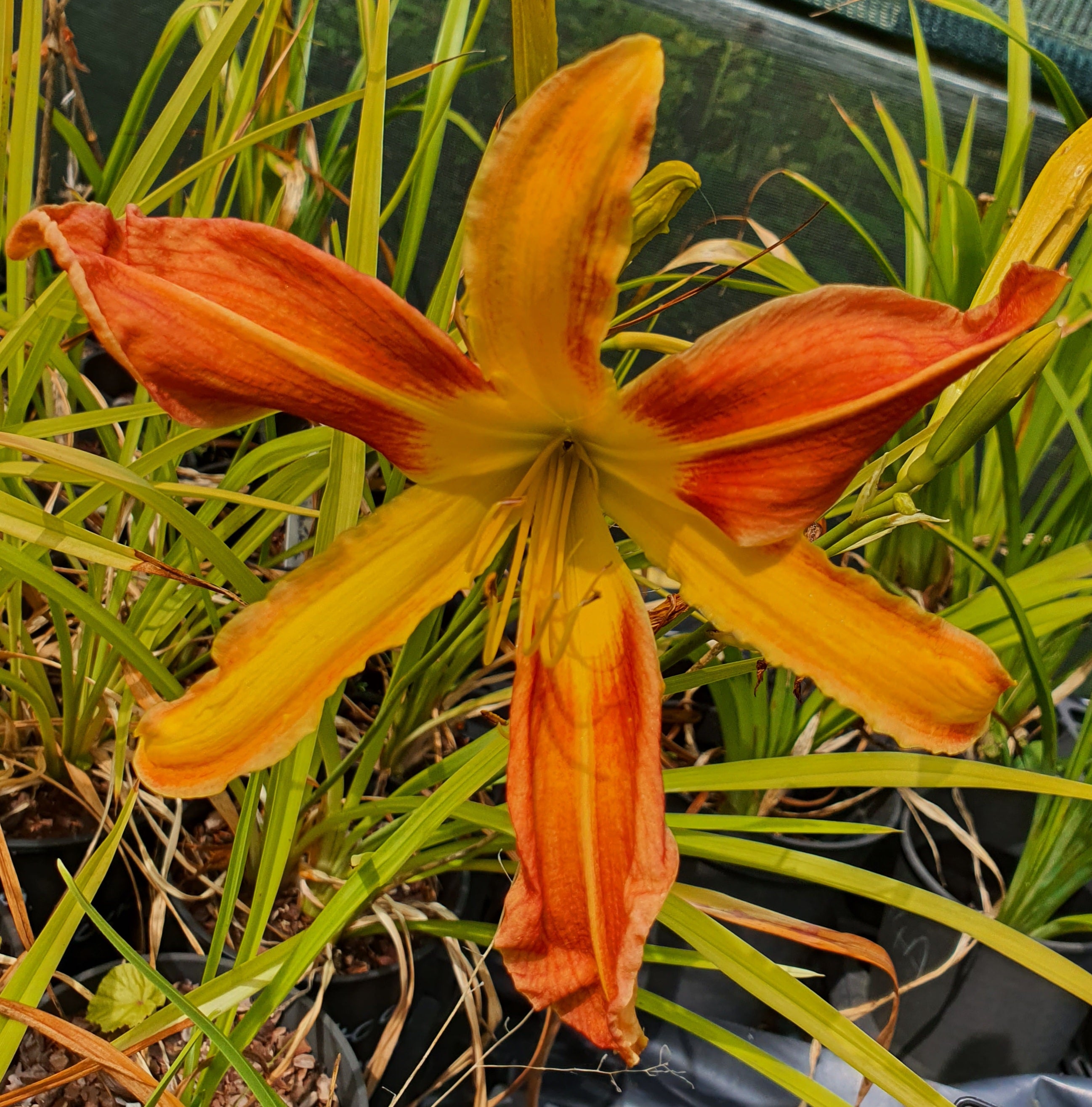Hemerocallis 'Tarantula'