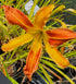 Hemerocallis 'Tarantula'