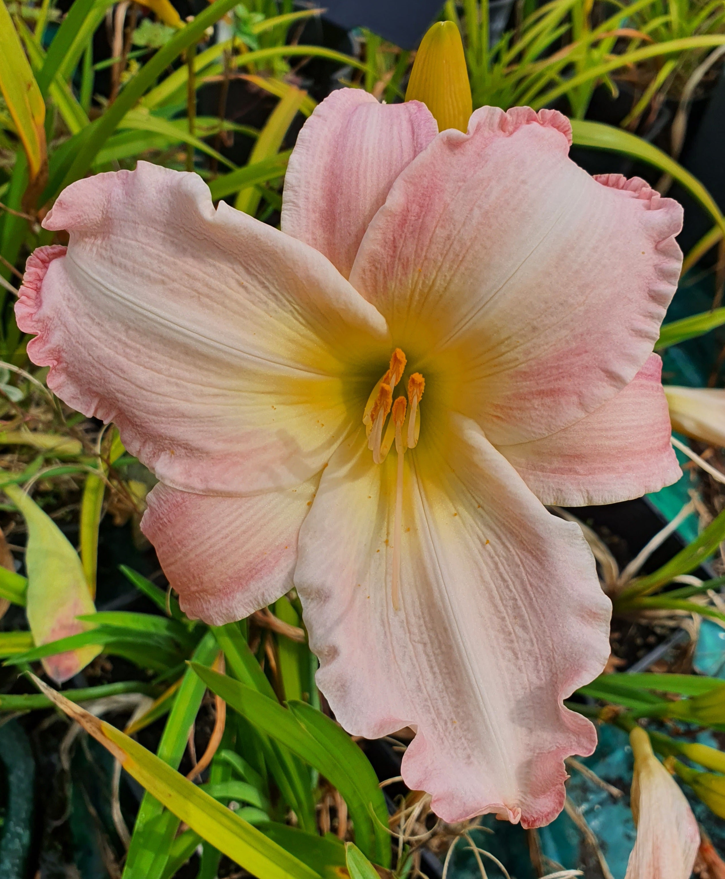 Hemerocallis 'Susan Weber'