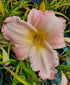 Hemerocallis 'Susan Weber'
