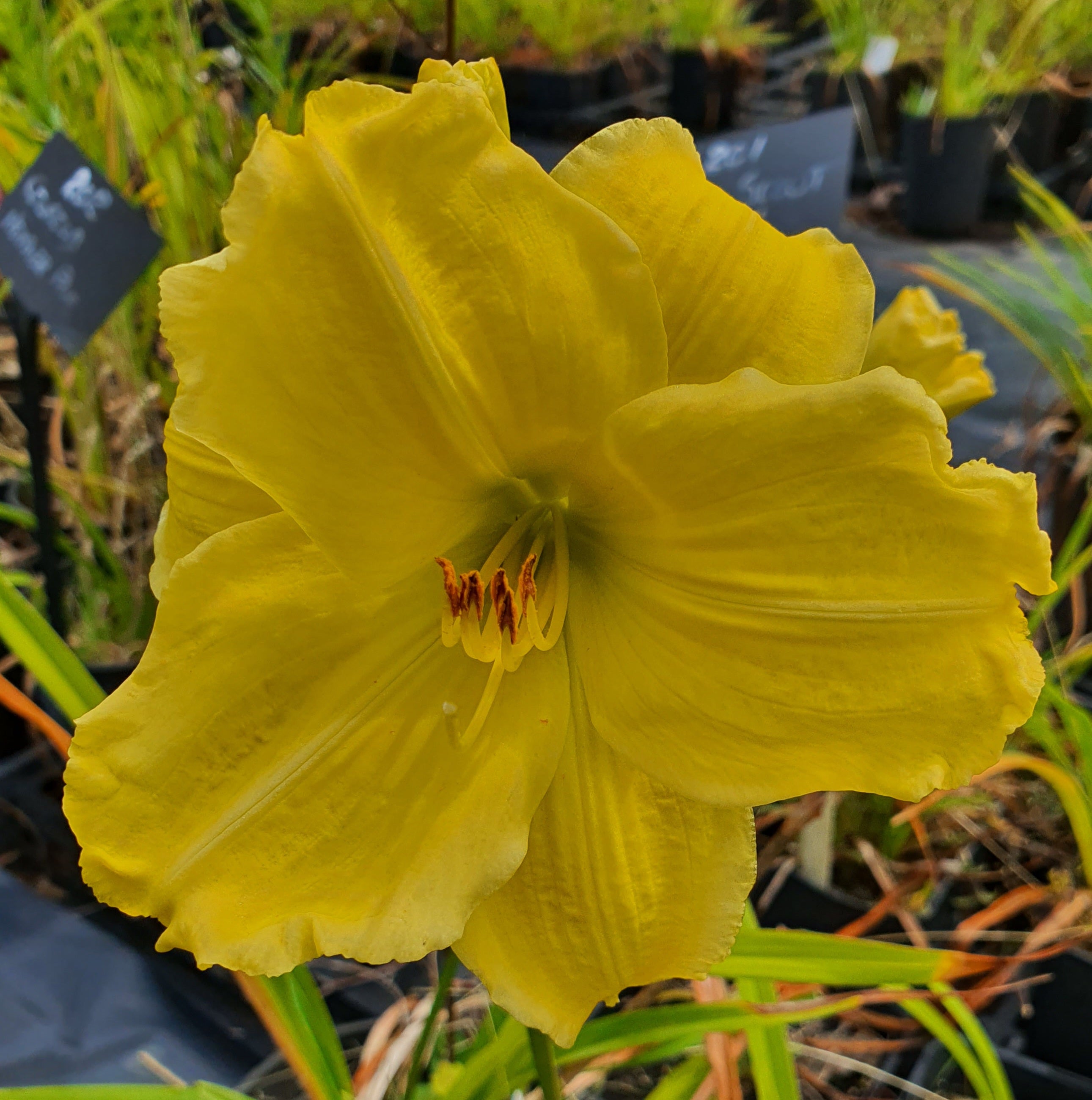 Hemerocallis 'Girl Scout'
